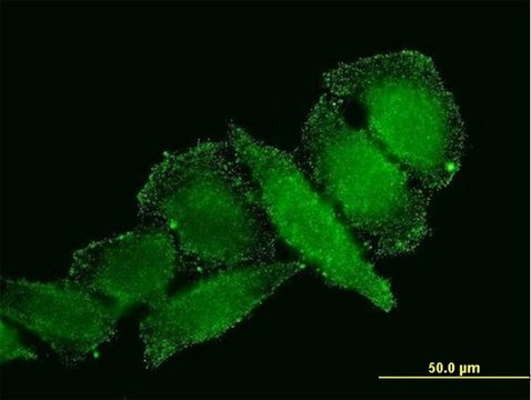 Monoclonal Anti-IL1B antibody produced in mouse clone 2E8, purified immunoglobulin, buffered aqueous solution