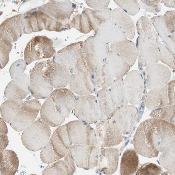 Anti-NCLN antibody produced in rabbit Prestige Antibodies&#174; Powered by Atlas Antibodies, affinity isolated antibody, buffered aqueous glycerol solution