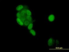 Monoclonal Anti-PGR antibody produced in mouse clone 4E9, purified immunoglobulin, buffered aqueous solution