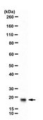 Anti-GADD45 alpha Antibody from rabbit, purified by affinity chromatography