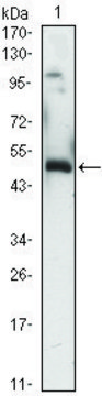 Monoclonal Anti-EGR1 antibody produced in mouse clone 8A6, ascites fluid