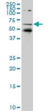 ANTI-NR1D1 antibody produced in mouse clone 5H6, purified immunoglobulin, buffered aqueous solution
