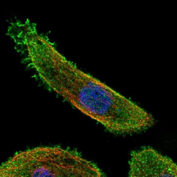 Anti-MAP2K7 antibody produced in rabbit Prestige Antibodies&#174; Powered by Atlas Antibodies, affinity isolated antibody
