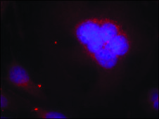 Anti-FOXO1 (Ab-256) antibody produced in rabbit affinity isolated antibody