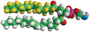 16:0-d31-18:1 PE 1-palmitoyl-d31-2-oleoyl-sn-glycero-3-phosphoethanolamine, powder