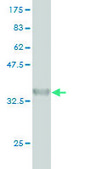 Monoclonal Anti-ARAF antibody produced in mouse clone 6H6, purified immunoglobulin, buffered aqueous solution