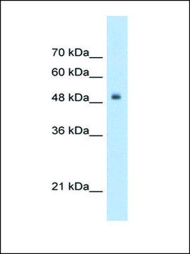 Anti-TCF3 (AB2) antibody produced in rabbit IgG fraction of antiserum