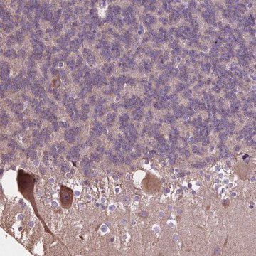 Anti-PCDHA12 antibody produced in rabbit Prestige Antibodies&#174; Powered by Atlas Antibodies, affinity isolated antibody, buffered aqueous glycerol solution