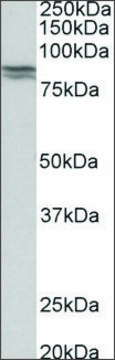Anti-CDH1 antibody produced in goat affinity isolated antibody, buffered aqueous solution