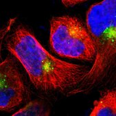 Anti-LITAF antibody produced in rabbit Prestige Antibodies&#174; Powered by Atlas Antibodies, affinity isolated antibody, buffered aqueous glycerol solution