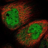 Anti-SPR antibody produced in rabbit Prestige Antibodies&#174; Powered by Atlas Antibodies, affinity isolated antibody, buffered aqueous glycerol solution