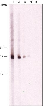 Monoclonal Anti-Cathepsin K antibody produced in mouse ~2&#160;mg/mL, clone CL124-1H6, purified immunoglobulin, buffered aqueous solution