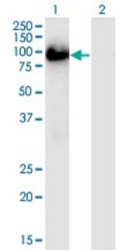 Monoclonal Anti-BAG3 antibody produced in mouse clone 5A8, ascites fluid