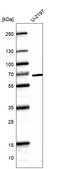 Monoclonal Anti-Cdk19 Antibody Produced In Mouse Prestige Antibodies&#174; Powered by Atlas Antibodies, clone CL14114, affinity isolated antibody, buffered aqueous glycerol solution