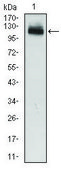 Monoclonal Anti-GAB1 antibody produced in mouse clone 1A7, purified immunoglobulin, buffered aqueous solution