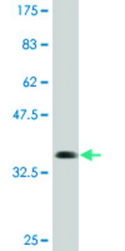 Monoclonal Anti-TNRC6B antibody produced in mouse clone 3G11, purified immunoglobulin, buffered aqueous solution