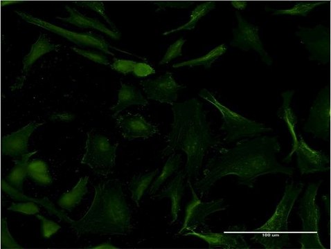 Monoclonal Anti-FLT3 antibody produced in mouse clone 3H1, purified immunoglobulin, buffered aqueous solution