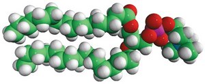 16:0 PC (DPPC) Avanti Research&#8482; - A Croda Brand