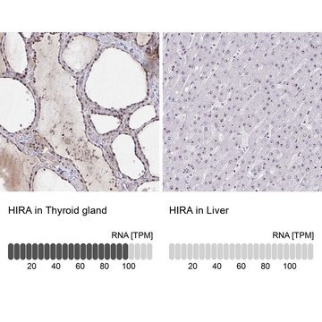 Anti-HIRA antibody produced in rabbit Prestige Antibodies&#174; Powered by Atlas Antibodies, affinity isolated antibody, buffered aqueous glycerol solution