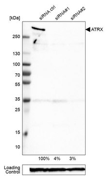 Monoclonal Anti-ATRX antibody produced in mouse Prestige Antibodies&#174; Powered by Atlas Antibodies, clone CL0537, purified immunoglobulin, buffered aqueous glycerol solution