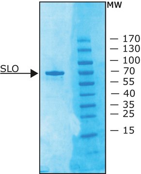 Streptolysin O from Streptococcus pyogenes &#8805;1,000,000&#160;units/mg protein, recombinant, lyophilized powder, expressed in E. coli 