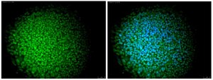 Anti-Nuclei Antibody, clone 235-1, Alexa Fluor&#8482; 488 conjugate clone 235-1, from mouse, ALEXA FLUOR&#8482; 488