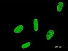 ANTI-RUNX2 antibody produced in mouse clone 1D2, purified immunoglobulin, buffered aqueous solution