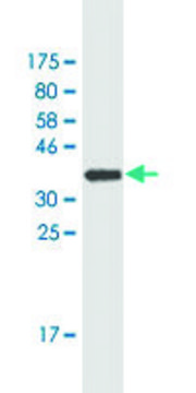 Monoclonal Anti-IL12B antibody produced in mouse clone 2H6, purified immunoglobulin, buffered aqueous solution