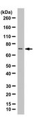 Anti-SLP76 Antibody from rabbit, purified by affinity chromatography
