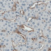 Monoclonal Anti-ENG antibody produced in mouse Prestige Antibodies&#174; Powered by Atlas Antibodies, clone CL1912, purified immunoglobulin, buffered aqueous glycerol solution