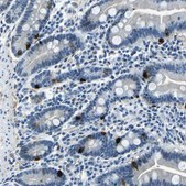 Anti-RRP1 antibody produced in rabbit Prestige Antibodies&#174; Powered by Atlas Antibodies, affinity isolated antibody, buffered aqueous glycerol solution, Ab2