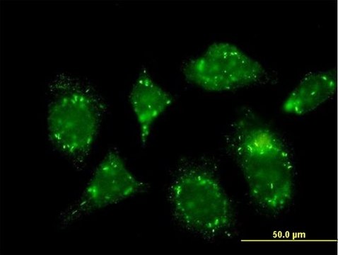 Monoclonal Anti-RABGAP1 antibody produced in mouse clone 1A8, purified immunoglobulin, buffered aqueous solution