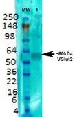 Monoclonal Anti-Vglut3 - Apc antibody produced in mouse clone S34-34, purified immunoglobulin