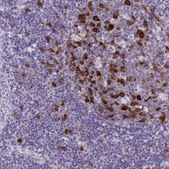 Anti-CDC20 antibody produced in rabbit Prestige Antibodies&#174; Powered by Atlas Antibodies, affinity isolated antibody, buffered aqueous glycerol solution