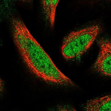 Anti-FAM107B antibody produced in rabbit Prestige Antibodies&#174; Powered by Atlas Antibodies, affinity isolated antibody, buffered aqueous glycerol solution