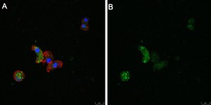 Anti-ATG8 Antibody, clone 2B11 ZooMAb&#174; Rabbit Monoclonal recombinant, expressed in HEK 293 cells