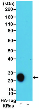 Anti-HA-Tag-Biotin antibody, Rabbit monoclonal recombinant, expressed in HEK 293 cells, clone RM305, purified immunoglobulin