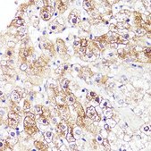 Anti-CYP3A4 antibody produced in rabbit