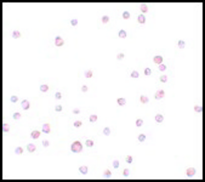 Anti-ENC-2 antibody produced in chicken affinity isolated antibody, buffered aqueous solution