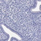 Anti-P2RY6 antibody produced in rabbit Prestige Antibodies&#174; Powered by Atlas Antibodies, affinity isolated antibody, buffered aqueous glycerol solution