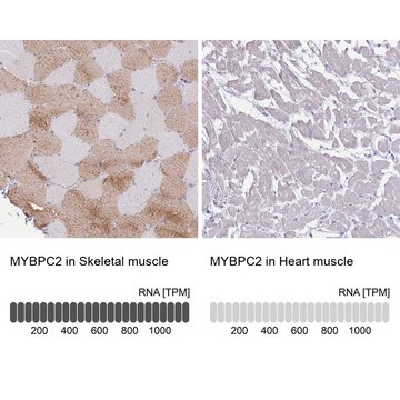 Anti-MYBPC2 antibody produced in rabbit Prestige Antibodies&#174; Powered by Atlas Antibodies, affinity isolated antibody, buffered aqueous glycerol solution