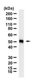 Anti-Properdin/CFP Antibody, clone 1K9 ZooMAb&#174; Rabbit Monoclonal recombinant, expressed in HEK 293 cells