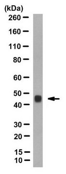 Anti-Connexin 45 Antibody, clone P3C9 clone P3C9, from mouse