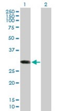 Anti-ABCC10 antibody produced in mouse purified immunoglobulin, buffered aqueous solution