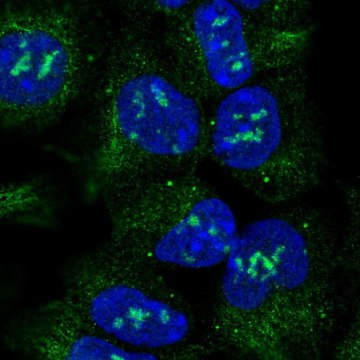 Anti-ACVR1 antibody produced in rabbit Prestige Antibodies&#174; Powered by Atlas Antibodies, affinity isolated antibody