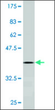 Monoclonal Anti-SOX18 antibody produced in mouse clone 2G12, ascites fluid