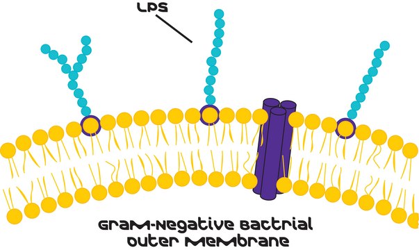 Lipopolysaccharides from Escherichia coli O26:B6 &#8805;10,000&#160;EU/mg, purified by phenol extraction