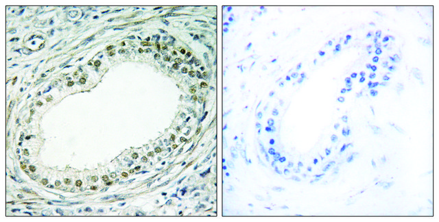 Anti-RPL36 antibody produced in rabbit affinity isolated antibody