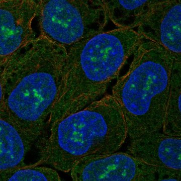 Anti-Znf175 Antibody Produced In Rabbit Prestige Antibodies&#174; Powered by Atlas Antibodies, affinity isolated antibody, buffered aqueous glycerol solution