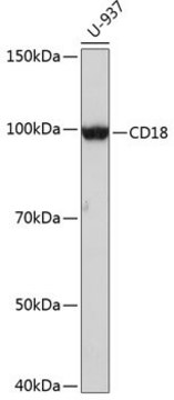 Anti-CD18 antibody produced in rabbit